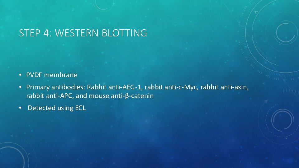 STEP 4: WESTERN BLOTTING • PVDF membrane • Primary antibodies: Rabbit anti-AEG-1, rabbit anti-c-Myc,