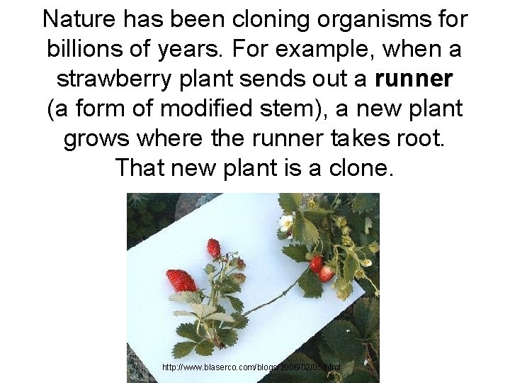 Nature has been cloning organisms for billions of years. For example, when a strawberry