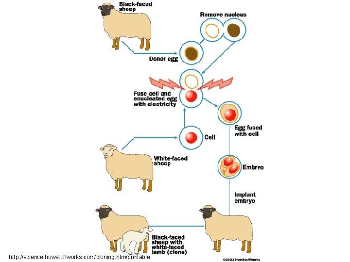 http: //science. howstuffworks. com/cloning. htm/printable 