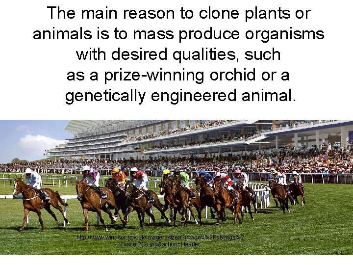 The main reason to clone plants or animals is to mass produce organisms with