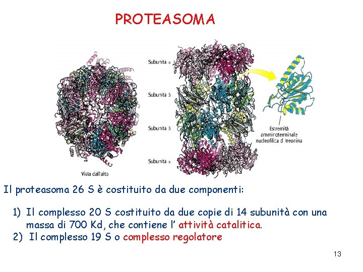 PROTEASOMA Il proteasoma 26 S è costituito da due componenti: 1) Il complesso 20