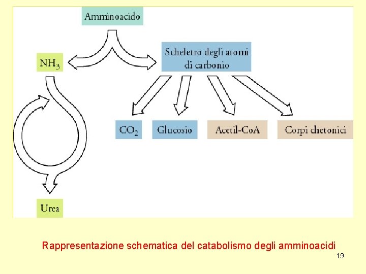 Rappresentazione schematica del catabolismo degli amminoacidi 19 