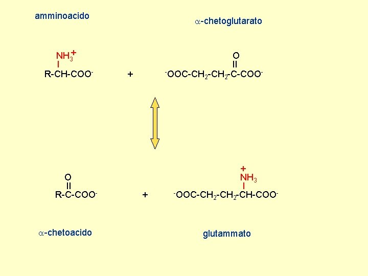 amminoacido NH 3+ I R-CH-COO- O II R-C-COO- -chetoacido -chetoglutarato O II -OOC-CH -C-COO