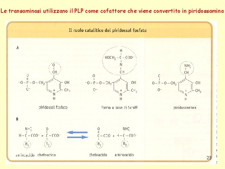 Le transaminasi utilizzano il PLP come cofattore che viene convertito in piridossamina 23 