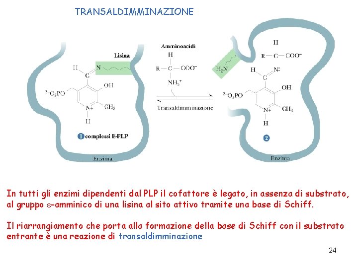 TRANSALDIMMINAZIONE In tutti gli enzimi dipendenti dal PLP il cofattore è legato, in assenza