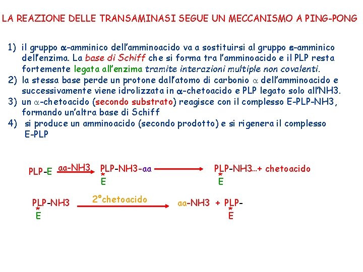 LA REAZIONE DELLE TRANSAMINASI SEGUE UN MECCANISMO A PING-PONG 1) il gruppo a-amminico dell’amminoacido