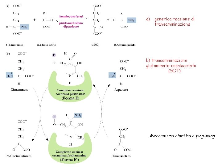 a) generica reazione di transamminazione b) transamminazione glutammato-ossalacetato (GOT) Meccanismo cinetico a ping-pong 