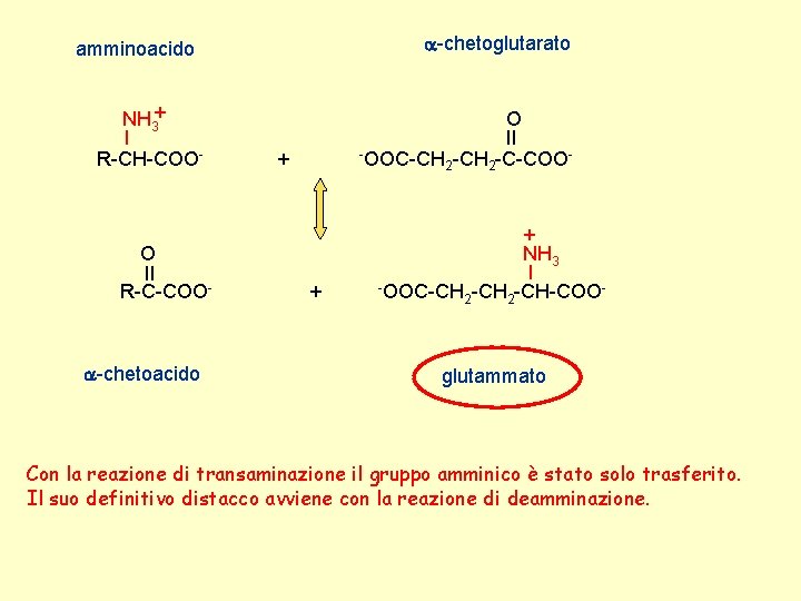 a-chetoglutarato amminoacido NH 3+ I R-CH-COO- O II R-C-COO- a-chetoacido O II -OOC-CH -C-COO