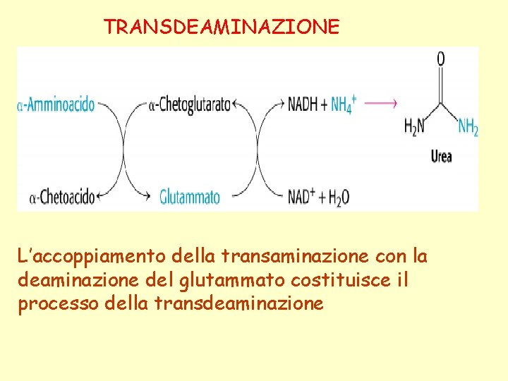 TRANSDEAMINAZIONE L’accoppiamento della transaminazione con la deaminazione del glutammato costituisce il processo della transdeaminazione