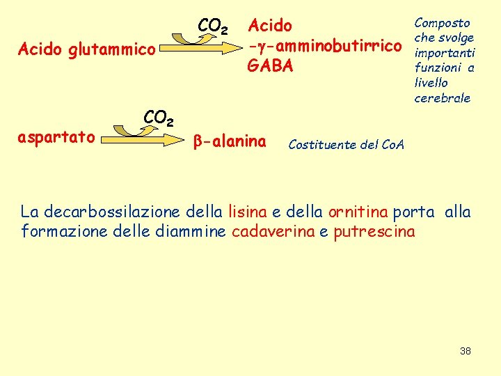 Acido glutammico aspartato CO 2 Acido - -amminobutirrico GABA -alanina Composto che svolge importanti