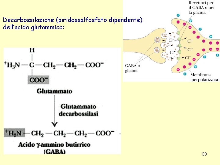Decarbossilazione (piridossalfosfato dipendente) dell’acido glutammico: 39 