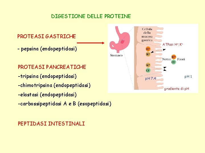 DIGESTIONE DELLE PROTEINE PROTEASI GASTRICHE ATPasi H+, K+ - pepsina (endopeptidasi) PROTEASI PANCREATICHE -tripsina