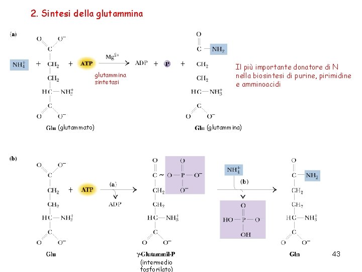 2. Sintesi della glutammina Il più importante donatore di N nella biosintesi di purine,