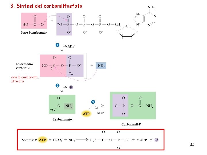 3. Sintesi del carbamilfosfato ione bicarbonato attivato 44 