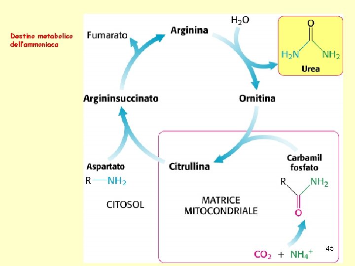 Destino metabolico dell’ammoniaca 45 