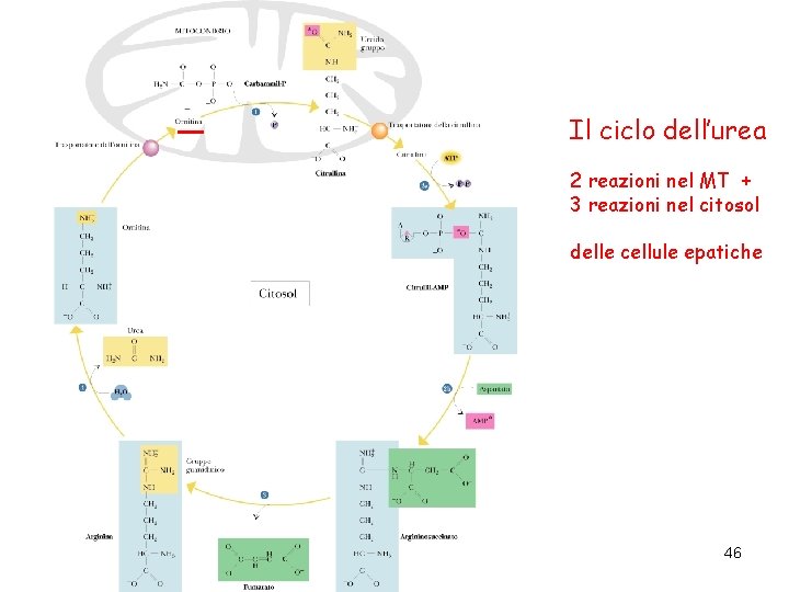 Il ciclo dell’urea 2 reazioni nel MT + 3 reazioni nel citosol delle cellule