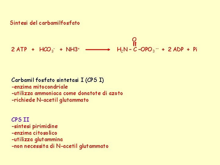 Sintesi del carbamilfosfato O 2 ATP + HCO 3 - + NH 3+ H
