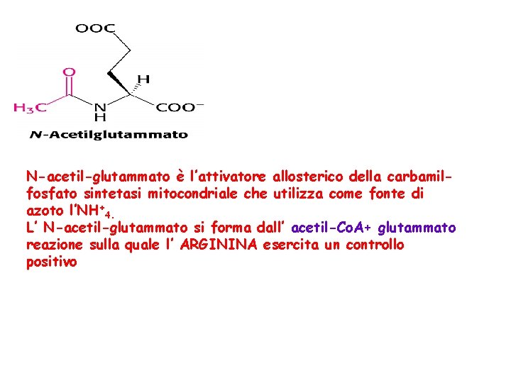 N-acetil-glutammato è l’attivatore allosterico della carbamilfosfato sintetasi mitocondriale che utilizza come fonte di azoto