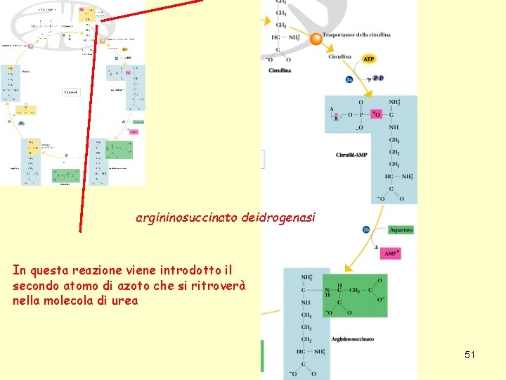 argininosuccinato deidrogenasi In questa reazione viene introdotto il secondo atomo di azoto che si
