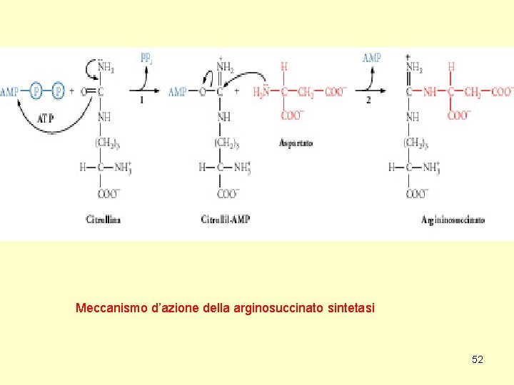 Meccanismo d’azione della arginosuccinato sintetasi 52 