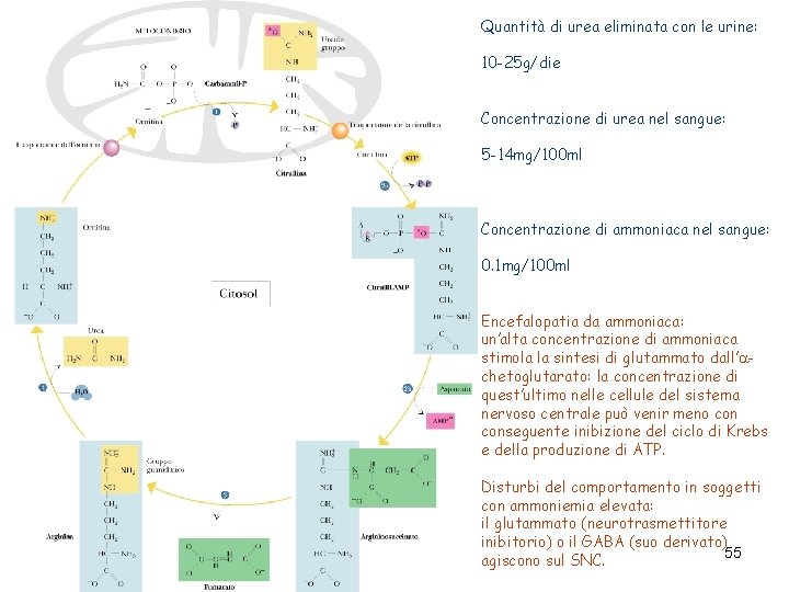 Quantità di urea eliminata con le urine: 10 -25 g/die Concentrazione di urea nel