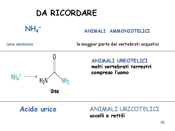DA RICORDARE NH 4+ ione ammonio ANIMALI AMMONIOTELICI la maggior parte dei vertebrati acquatici