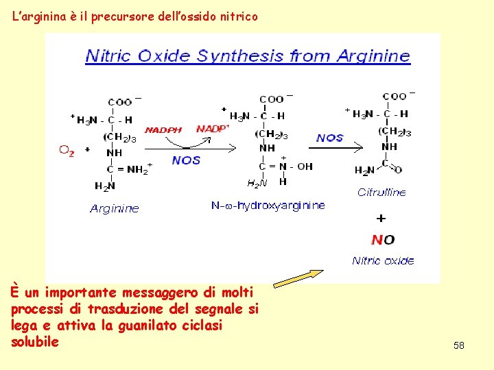 L’arginina è il precursore dell’ossido nitrico È un importante messaggero di molti processi di