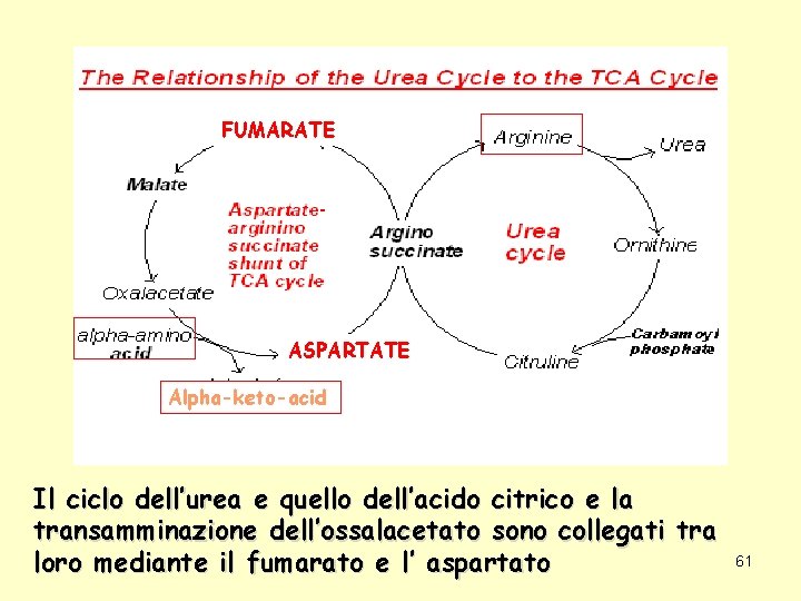 FUMARATE ASPARTATE Alpha-keto-acid Il ciclo dell’urea e quello dell’acido citrico e la transamminazione dell’ossalacetato