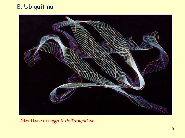 B. Ubiquitina Struttura ai raggi X dell’ubiquitina 9 