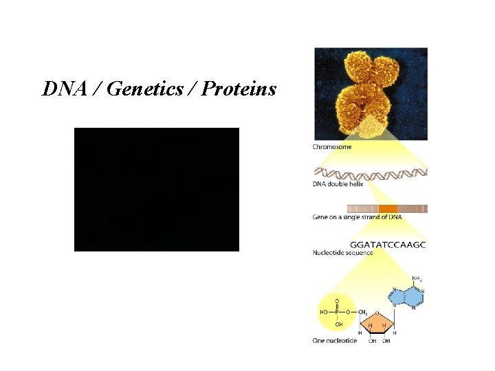 DNA / Genetics / Proteins 