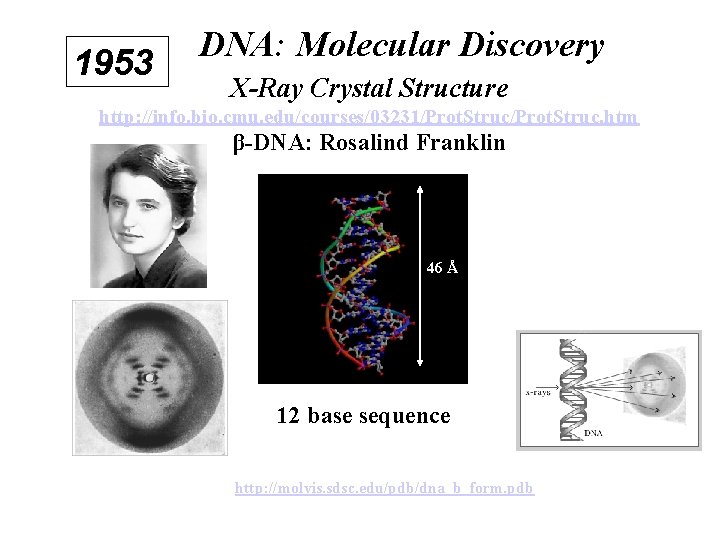 1953 DNA: Molecular Discovery X-Ray Crystal Structure http: //info. bio. cmu. edu/courses/03231/Prot. Struc. htm