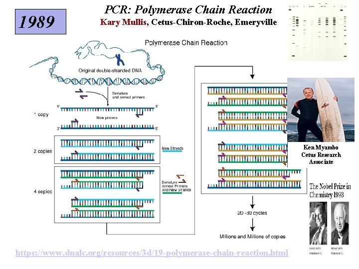 1989 PCR: Polymerase Chain Reaction Kary Mullis, Cetus-Chiron-Roche, Emeryville Ken Myambo Cetus Research Associate