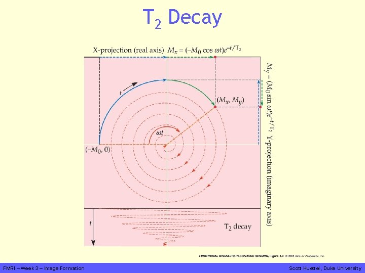 T 2 Decay FMRI – Week 3 – Image Formation Scott Huettel, Duke University