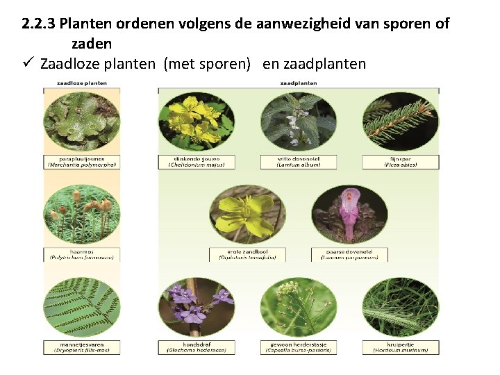 2. 2. 3 Planten ordenen volgens de aanwezigheid van sporen of zaden ü Zaadloze