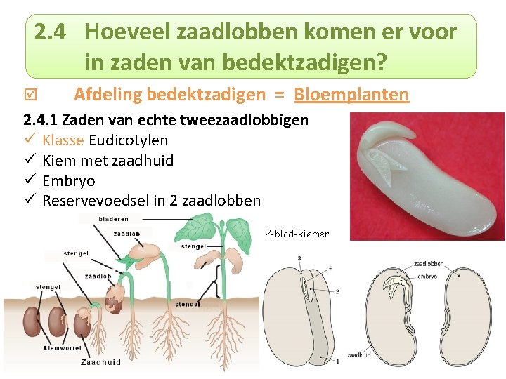 2. 4 Hoeveel zaadlobben komen er voor in zaden van bedektzadigen? Afdeling bedektzadigen =