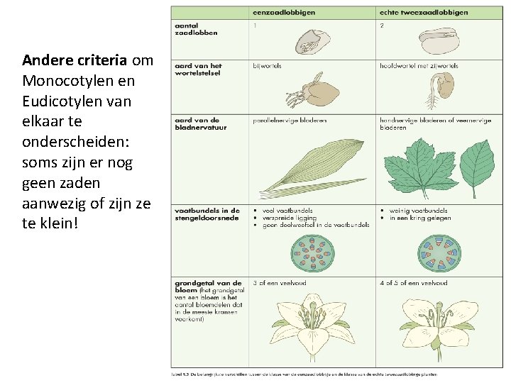 Andere criteria om Monocotylen en Eudicotylen van elkaar te onderscheiden: soms zijn er nog