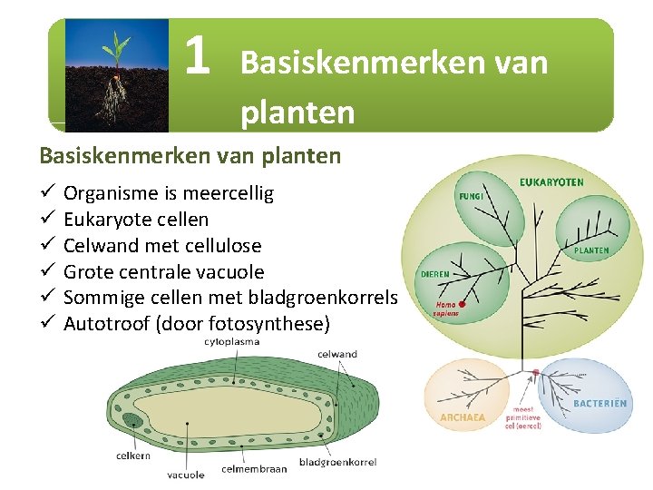 1 Basiskenmerken van planten ü ü ü Organisme is meercellig Eukaryote cellen Celwand met