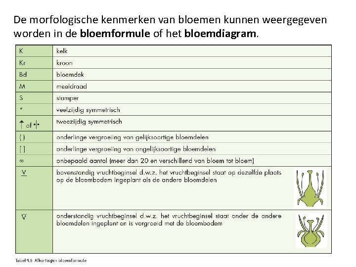 De morfologische kenmerken van bloemen kunnen weergegeven worden in de bloemformule of het bloemdiagram.