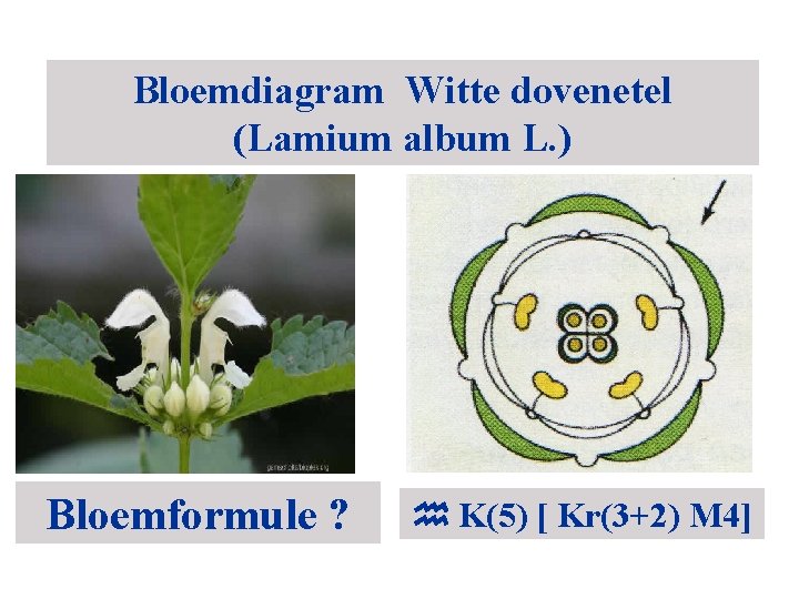 Bloemdiagram Witte dovenetel (Lamium album L. ) Bloemformule ? K(5) [ Kr(3+2) M 4]