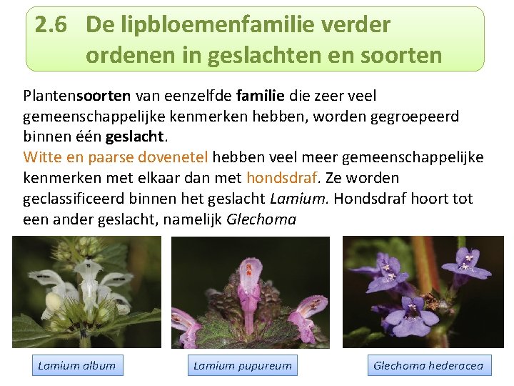 2. 6 De lipbloemenfamilie verder ordenen in geslachten en soorten Plantensoorten van eenzelfde familie