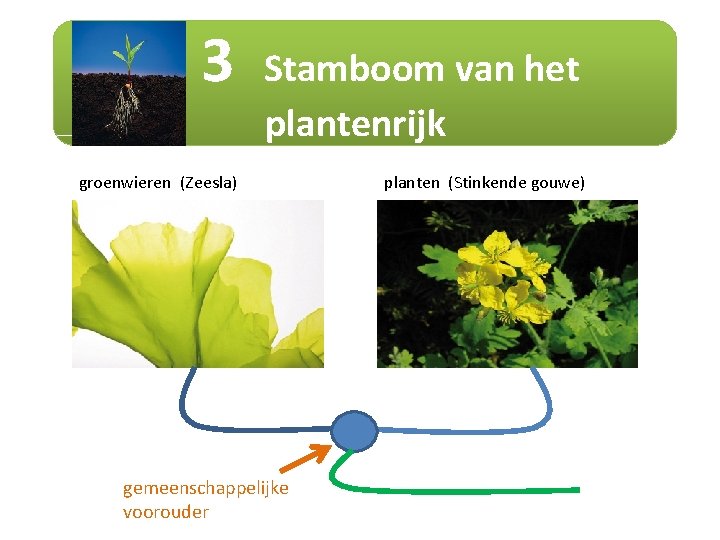 3 Stamboom van het plantenrijk groenwieren (Zeesla) gemeenschappelijke voorouder planten (Stinkende gouwe) 