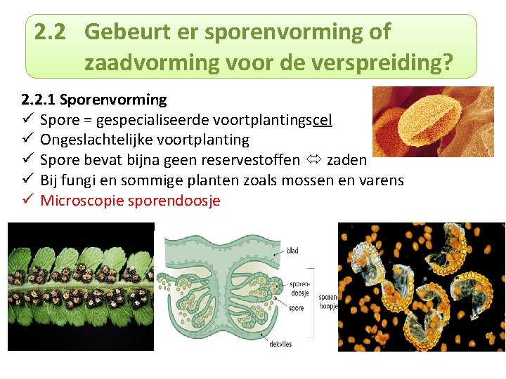 2. 2 Gebeurt er sporenvorming of zaadvorming voor de verspreiding? 2. 2. 1 Sporenvorming