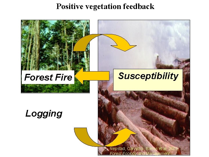 Positive vegetation feedback Forest Fire Susceptibility Logging Nepstad, Carvalho, Barros et al. 2001 Forest