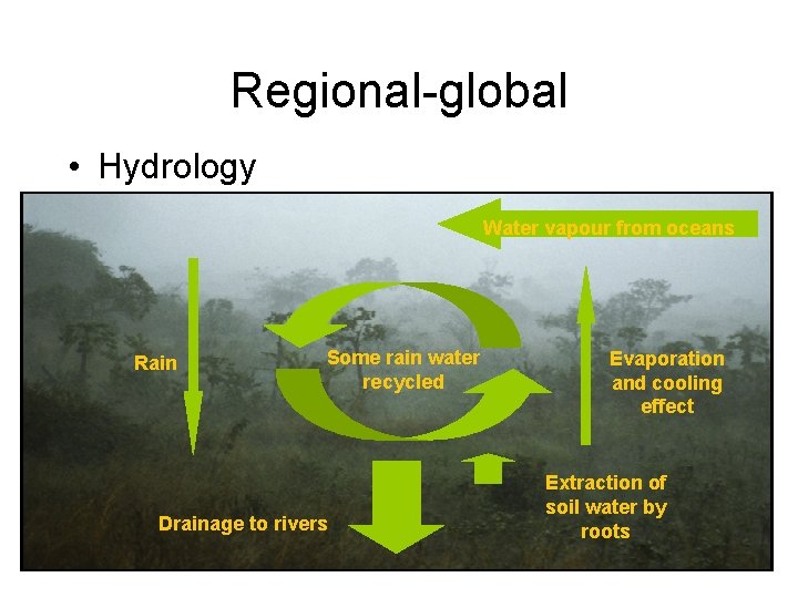 Regional-global • Hydrology Water vapour from oceans Rain Some rain water recycled Drainage to