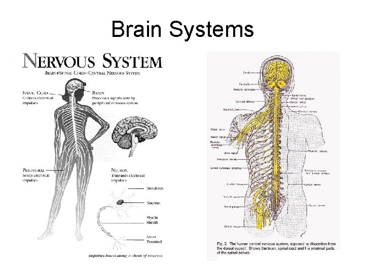 Brain Systems 