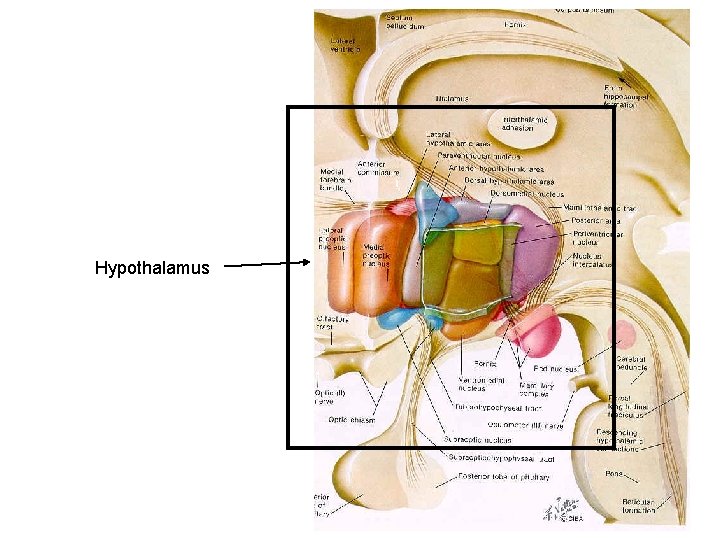 Hypothalamus 