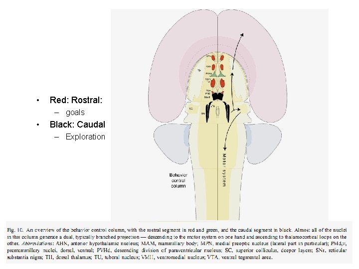  • Red: Rostral: – goals • Black: Caudal – Exploration 