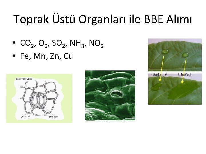 Toprak Üstü Organları ile BBE Alımı • CO 2, SO 2, NH 3, NO