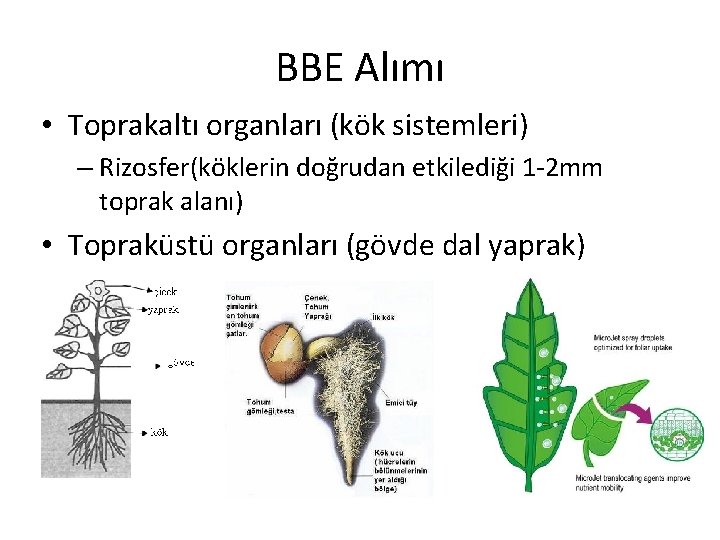 BBE Alımı • Toprakaltı organları (kök sistemleri) – Rizosfer(köklerin doğrudan etkilediği 1 -2 mm