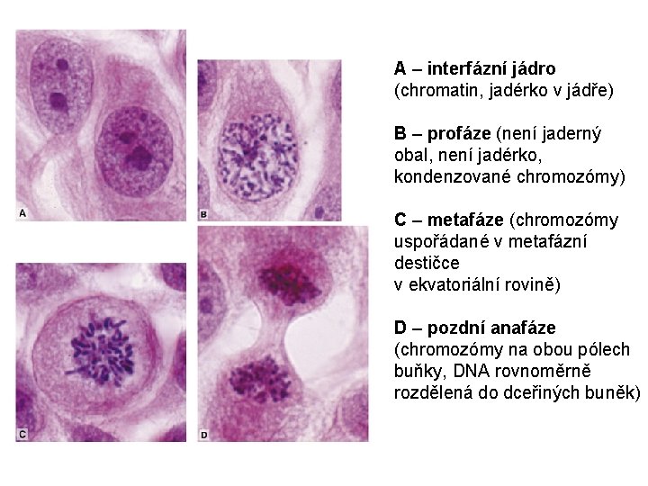 A – interfázní jádro (chromatin, jadérko v jádře) B – profáze (není jaderný obal,